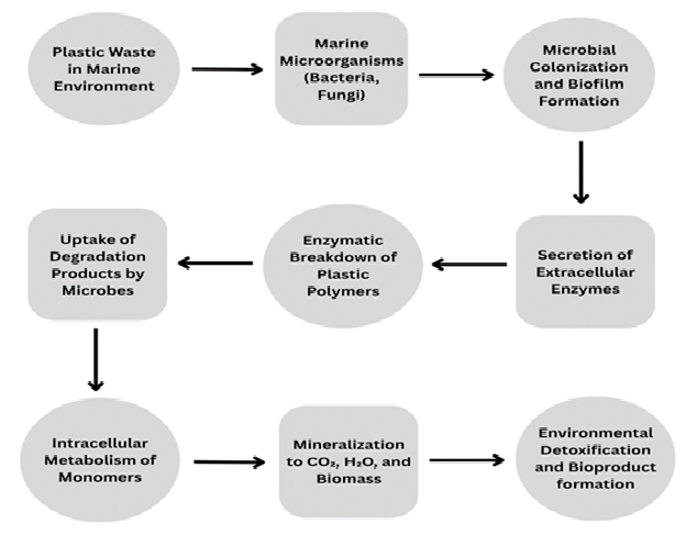 Graphical Abstract