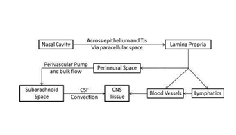 Figure 2: Key extracellular steps involved in drug transport to the CNS following intranasal administration.