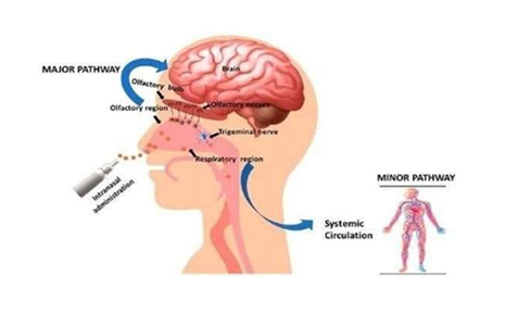 Figure 3: Mechanism of drug delivery via the intranasal route of administration.